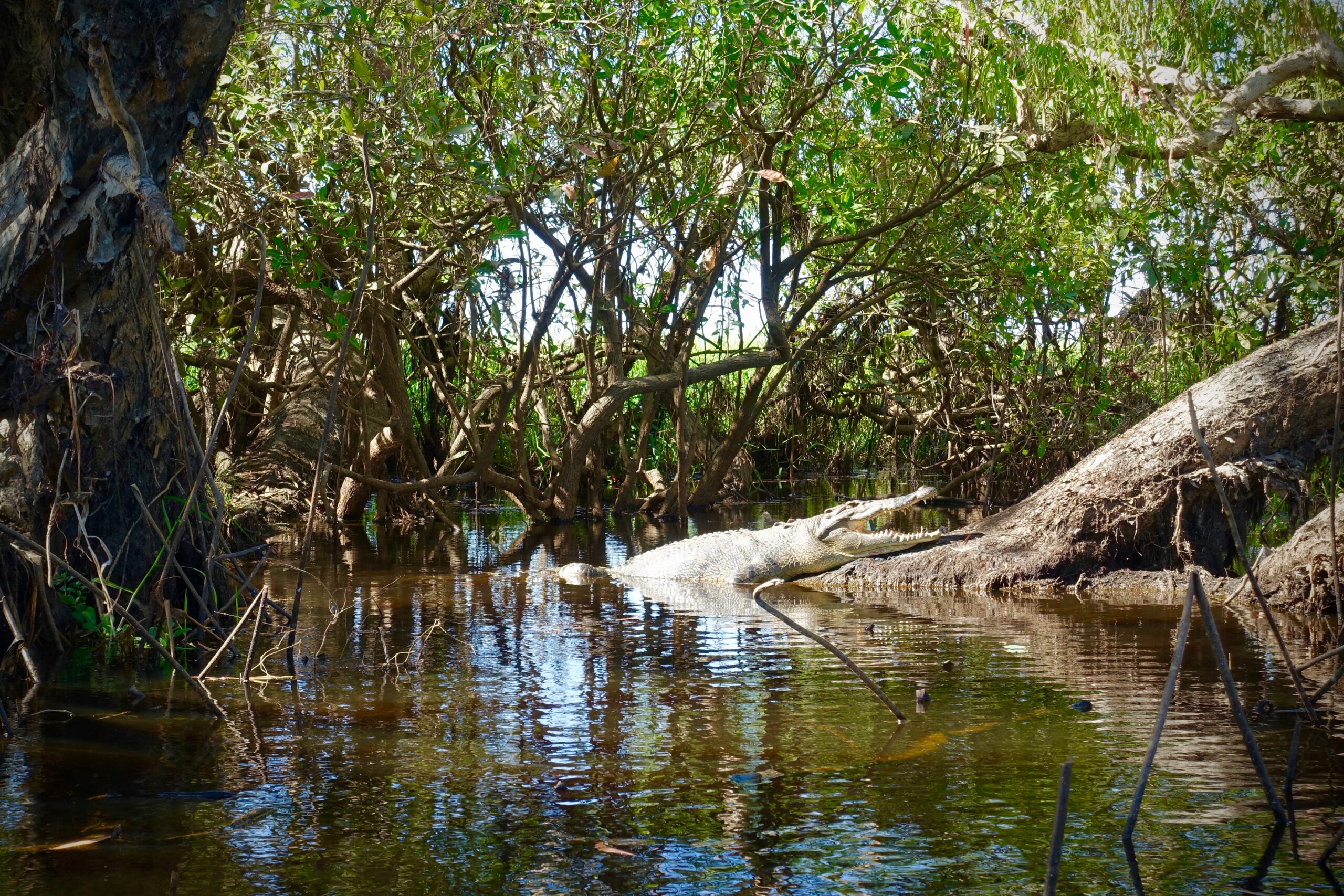 crocodile