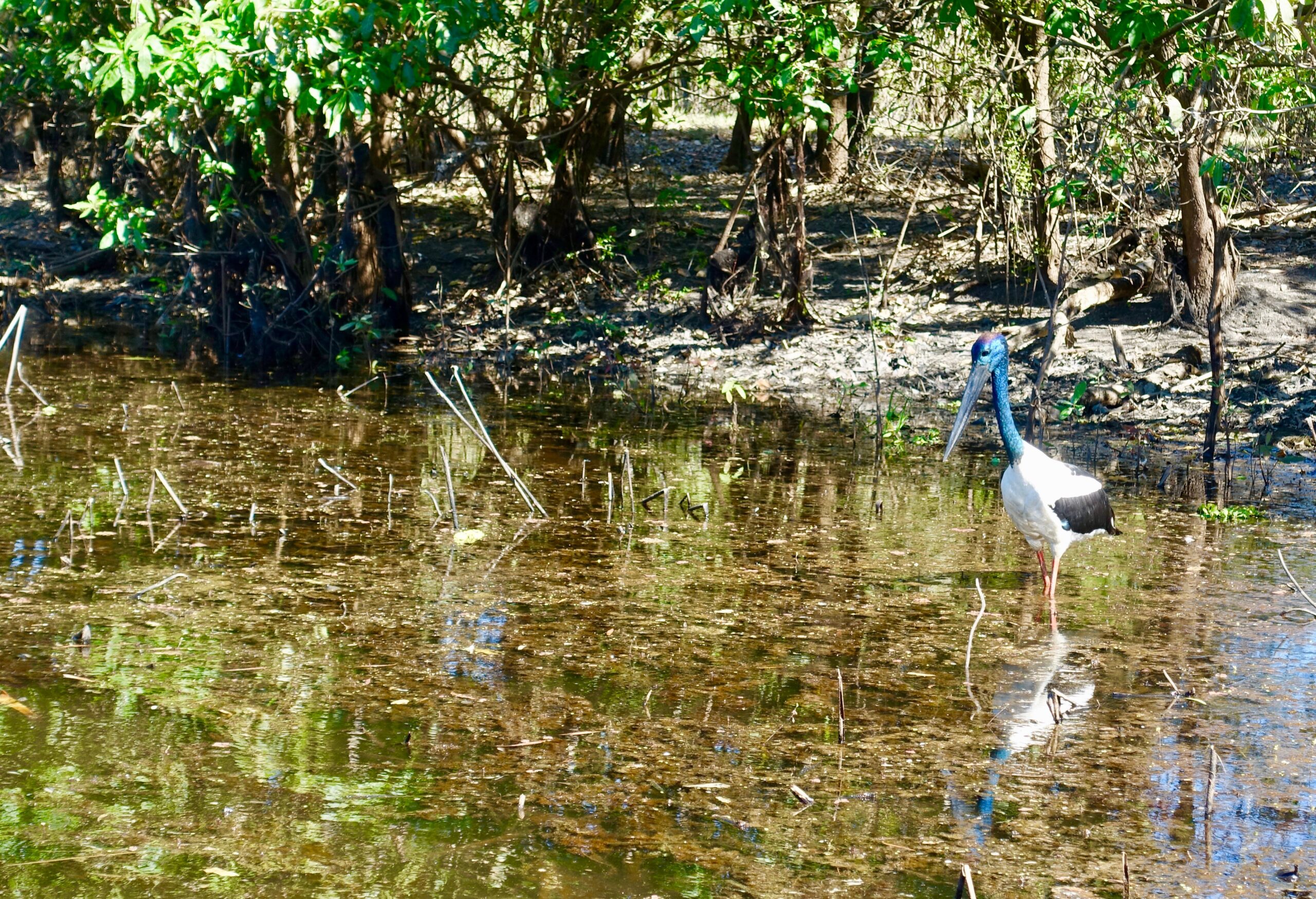 jabiru