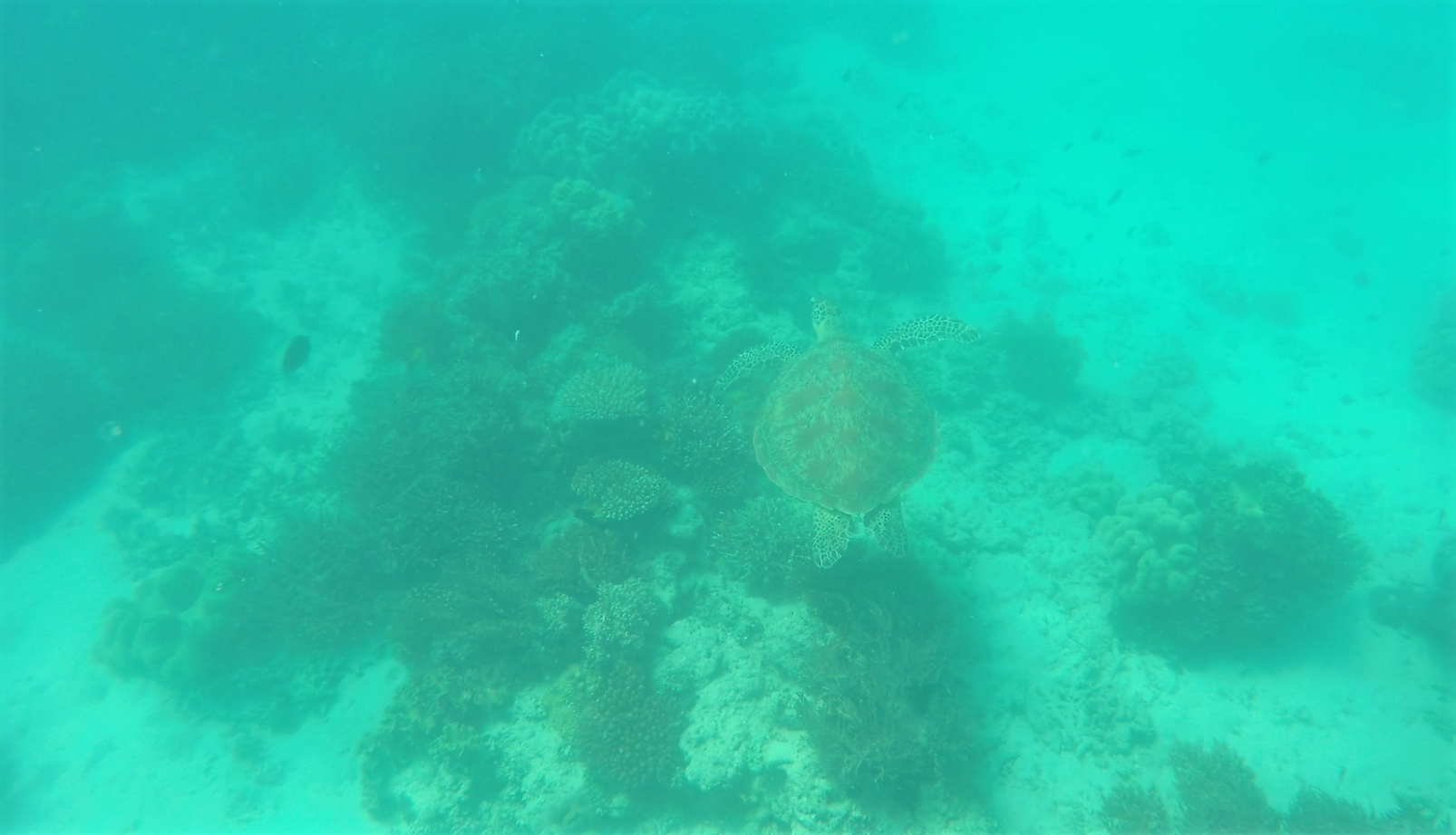 Sea Turtle