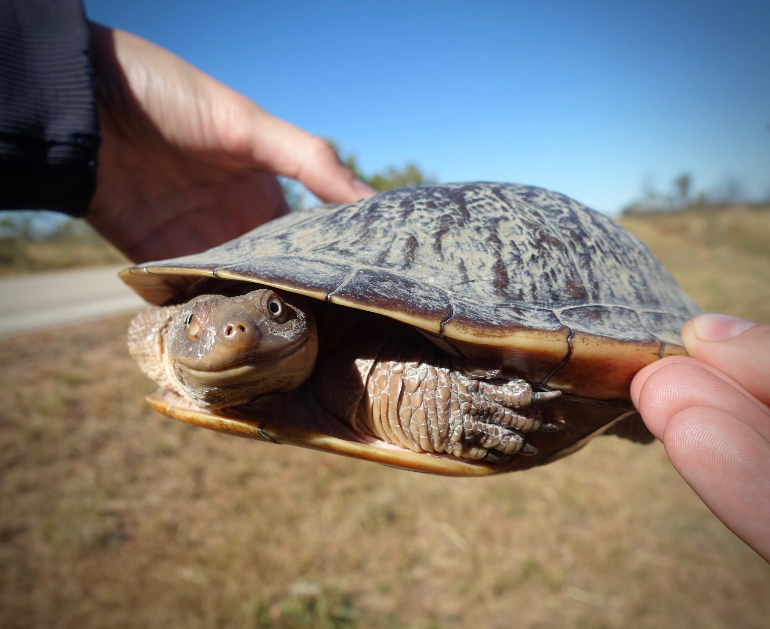 Tortoise