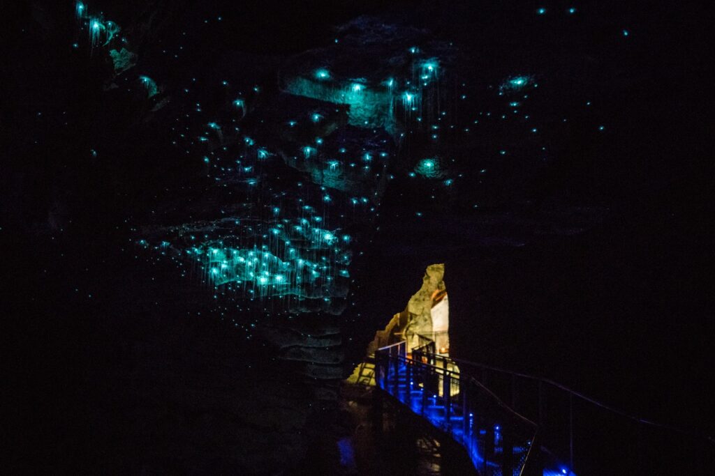 Waitomo Glowworm Caves