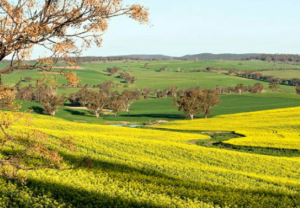 Young NSW Australia