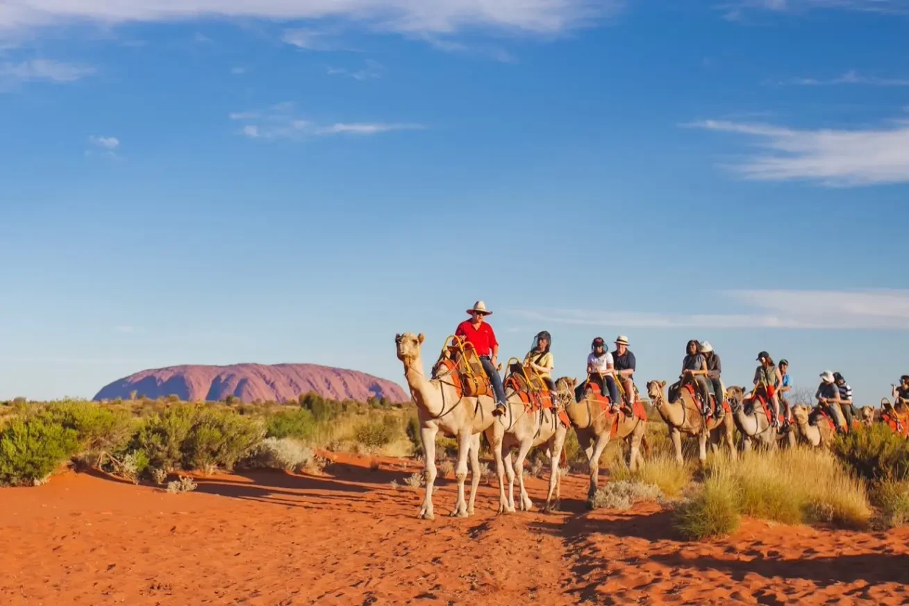 Camel rides at Uluru