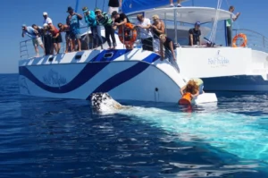 Hervey Bay whale watching