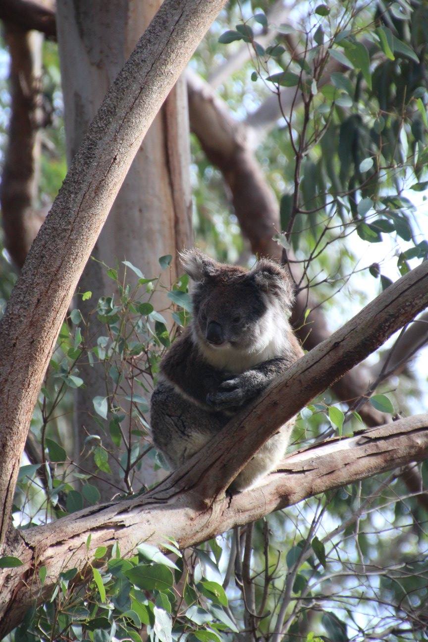 koala