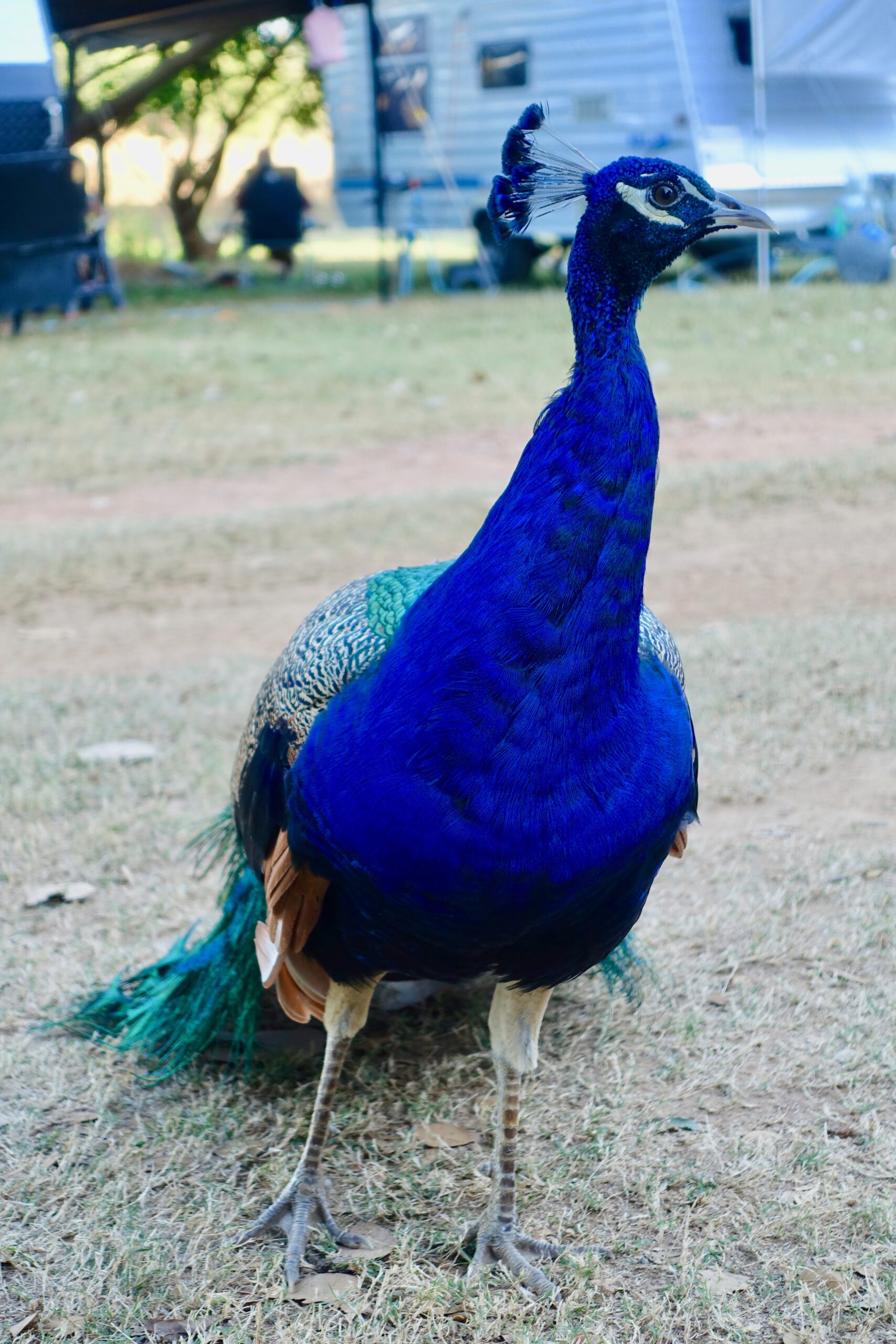 peacock