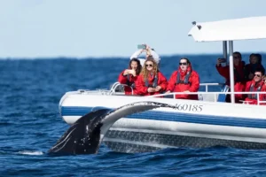 Ballina Whale Watching from Byron Bay