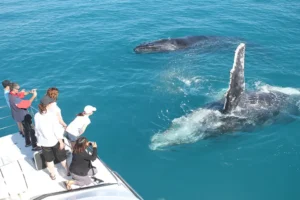 Broome Whale Watching