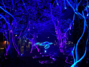 Cairns festival at night