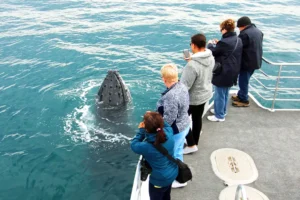 Jervis Bay Whale Watching