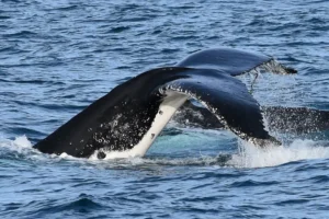 Phillip Island Whale Watching