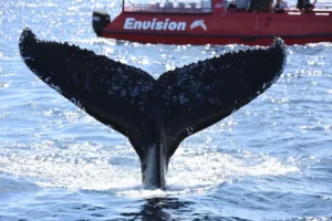 Port Stephens Whale Watching