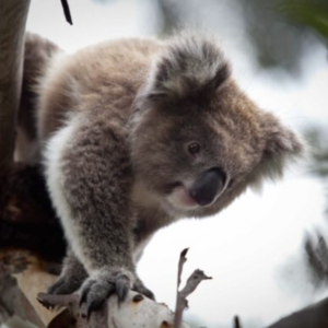 East Coast Australia wildlife koala