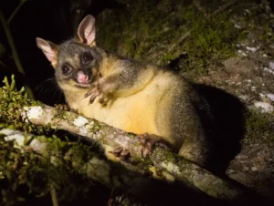 cairns night time tour nocturnal possum in the daintree