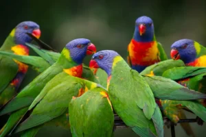 rainbow lorikeets