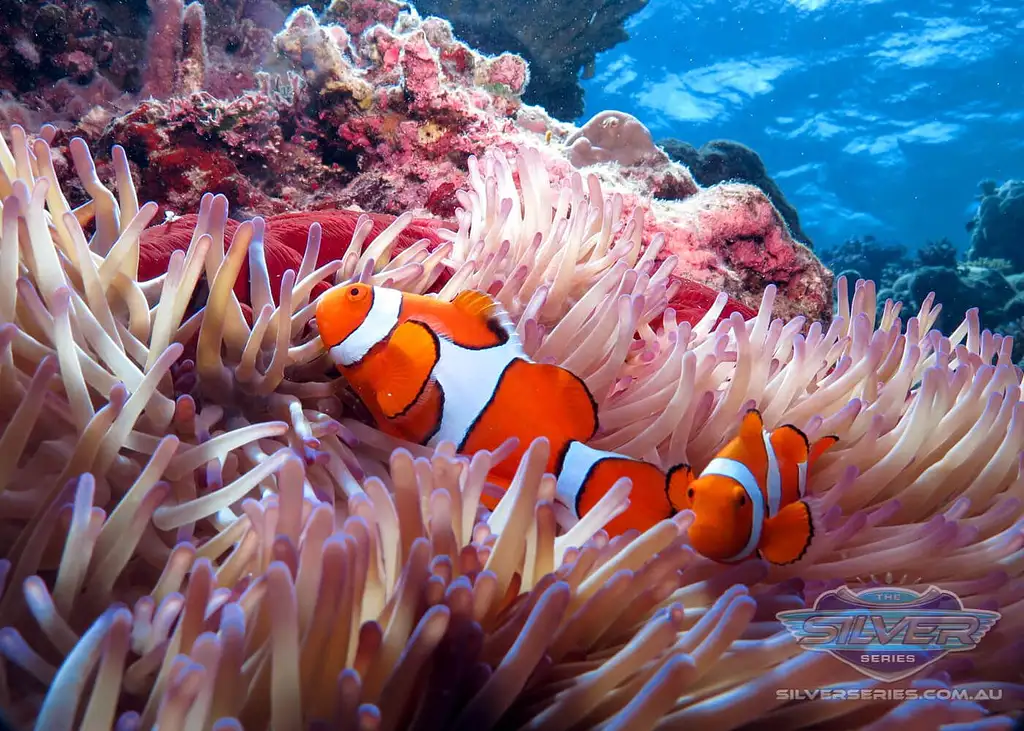 Silversonic Great Barrier Reef Certified Diving from Port Douglas