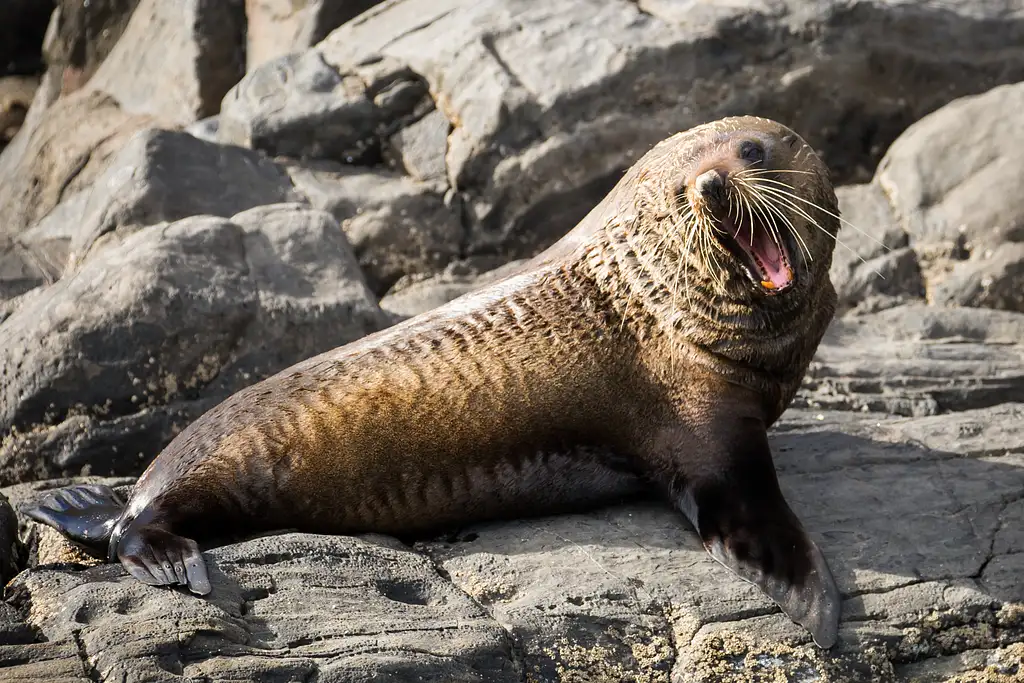 Kangaroo Island 75-Minute Ocean Safari