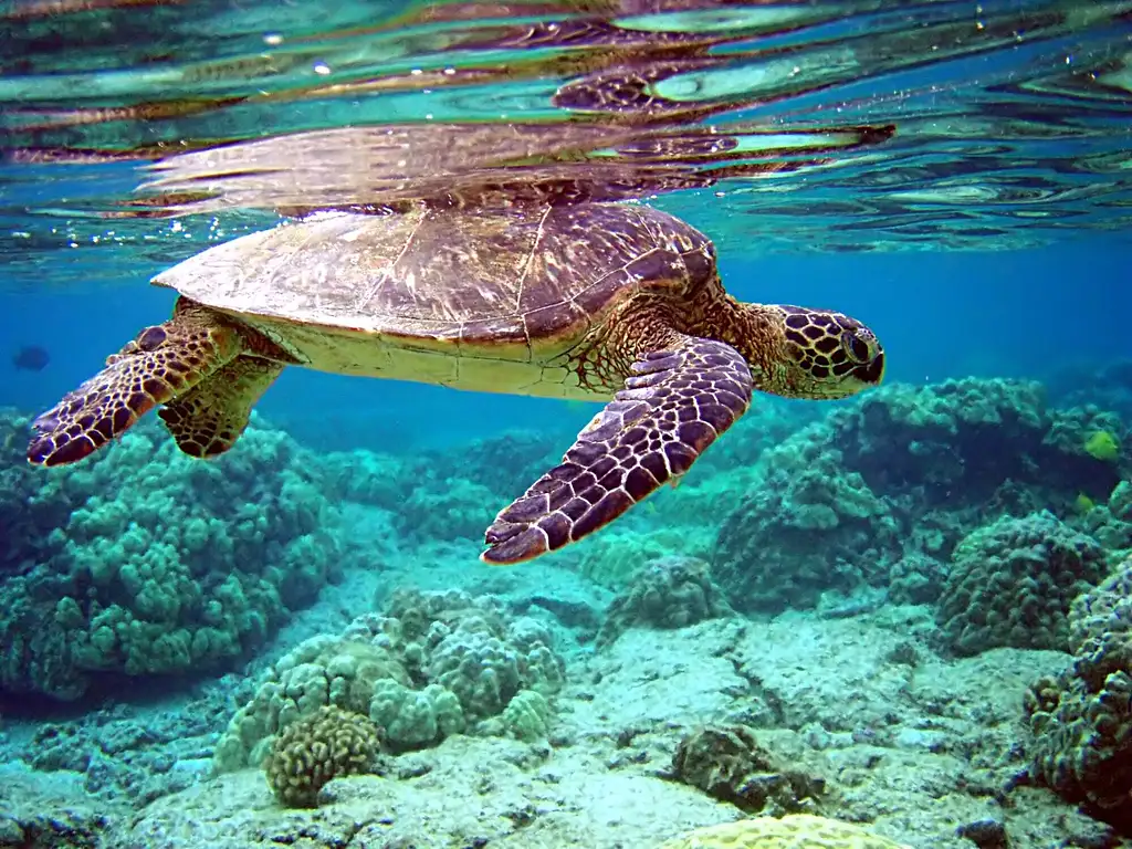 Oahu Clear Kayak Tour Of Hidden Beaches, Cliffs, and Sandbars