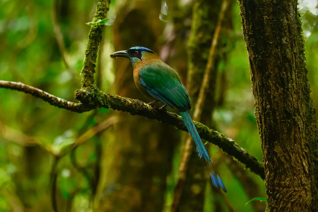 Cloud Forest Chills at Monteverde