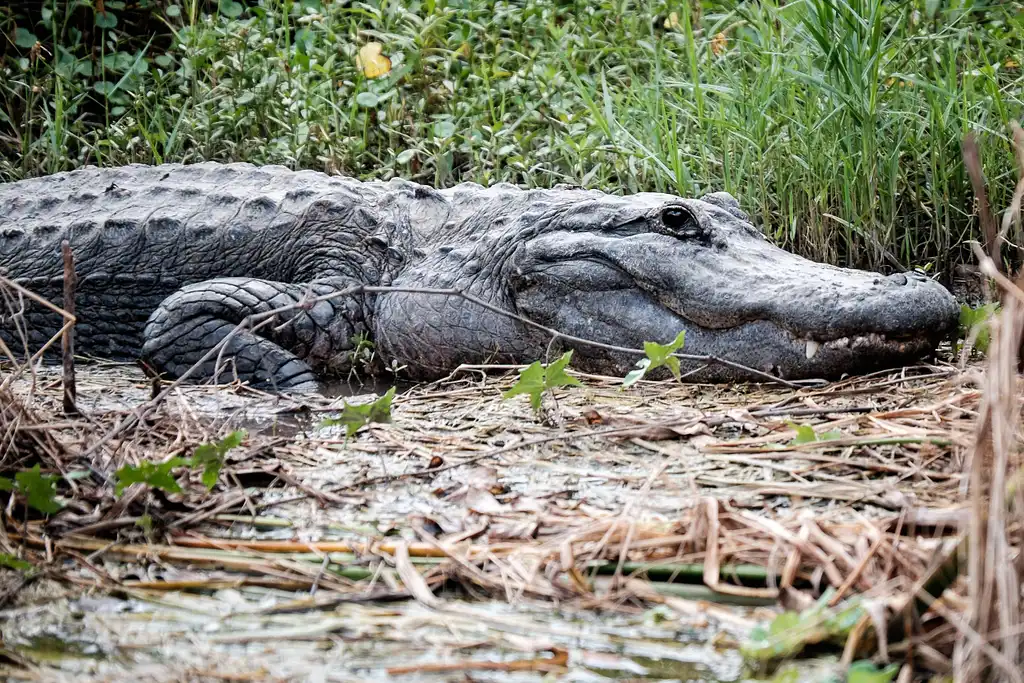 Everglades Airboat & Wildlife Show