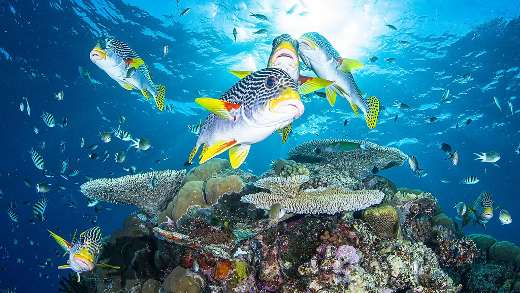 3 Night Liveaboard Dive Trip | Cod Hole & Ribbon Reef | Great Barrier Reef