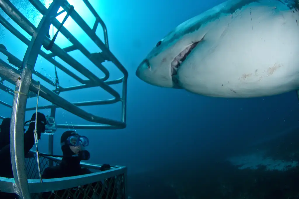 5 Day, 5 Night Great White Shark Cage Diving Tour