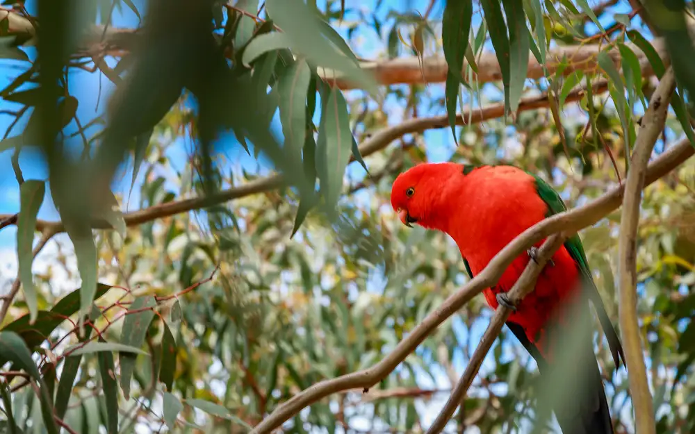 Great Ocean Road and Wildlife Full Day Small Group Tour