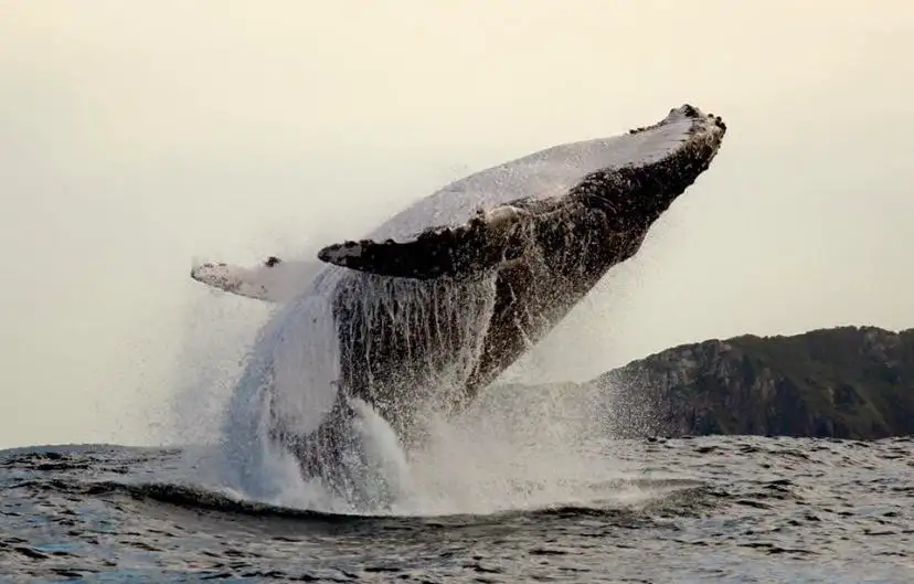 Port Stephens Whale Watch Express