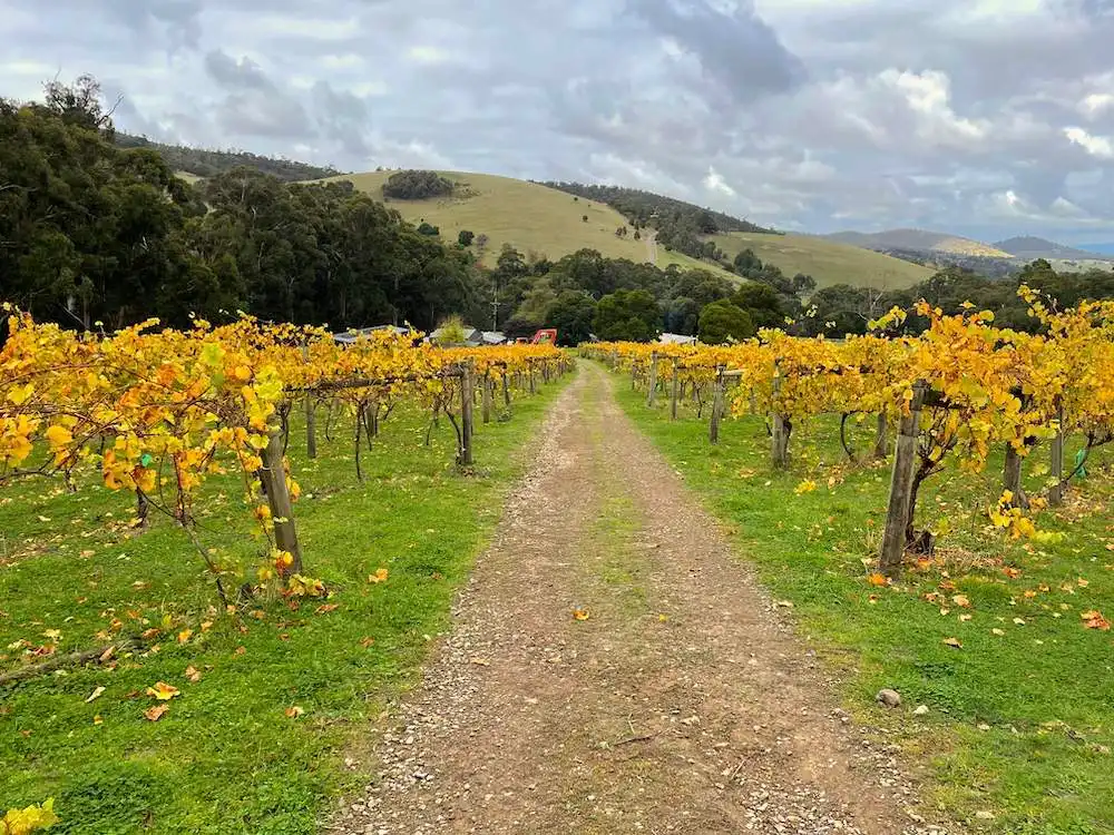 Full Day Yarra Valley Wine Experience