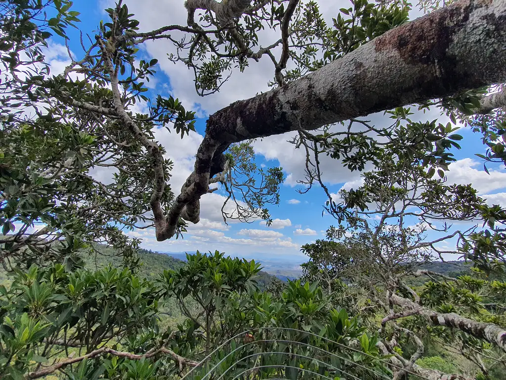 Lamington National Park, O'Reilly's & Vineyard Tour