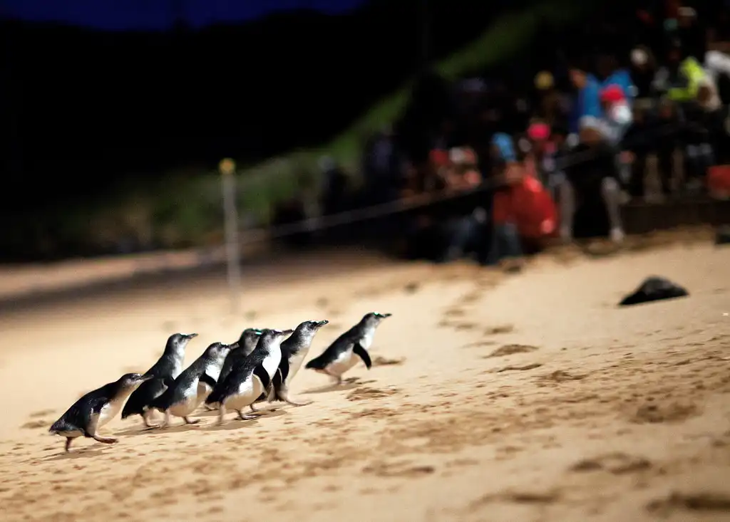 Phillip Island Penguin Parade & Churchill Island Farm Bus Tour