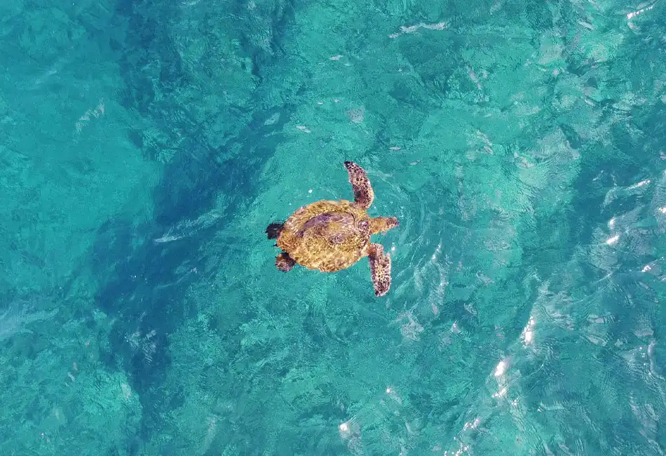 Inner Great Barrier Reef Explorer | 30 Minute Helicopter Flight