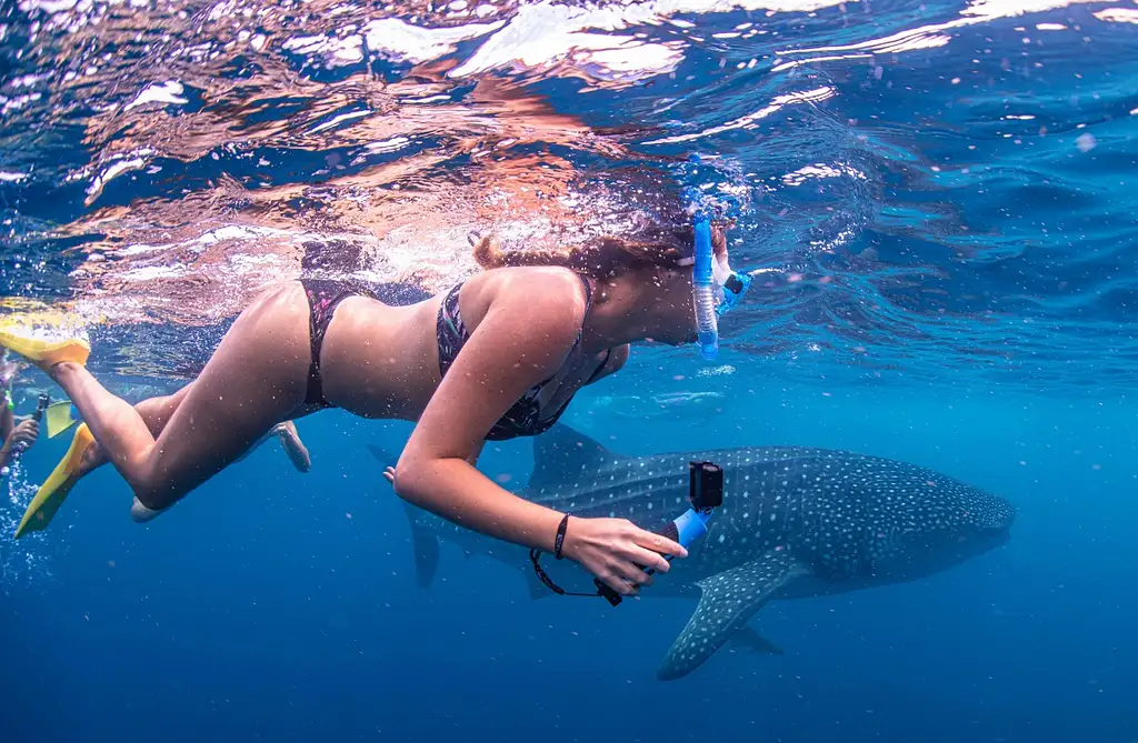 Whale Shark & Whale Watching Eco Tour - Ningaloo Reef (Aug-Oct)