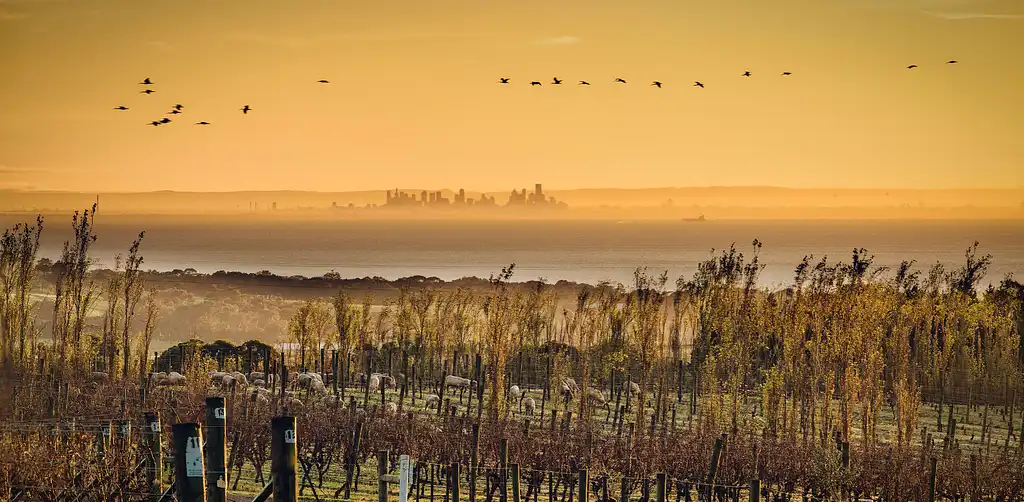 Bellarine Peninsula Wine Tasting & Lunch Platter