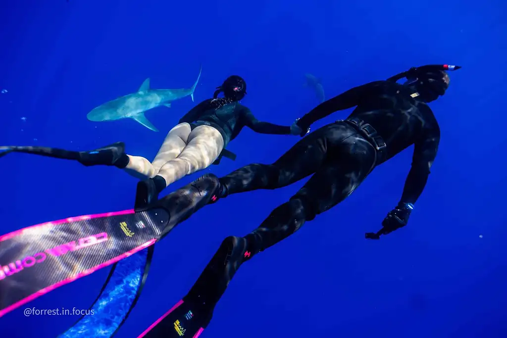 Pelagic No Cage Shark Dive Oahu