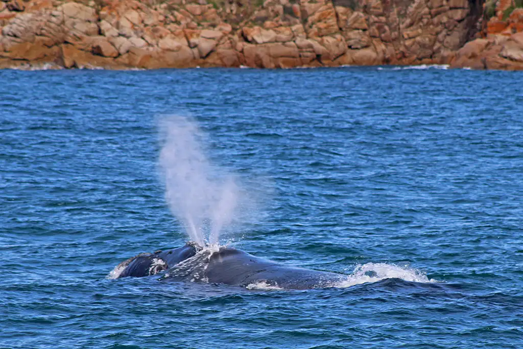 Phillip Island Dolphin & Whale Cruise