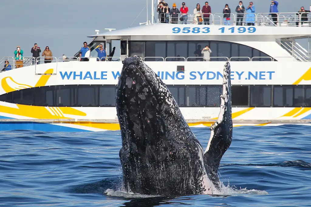 Discovery Whale Watching Cruise - Sydney