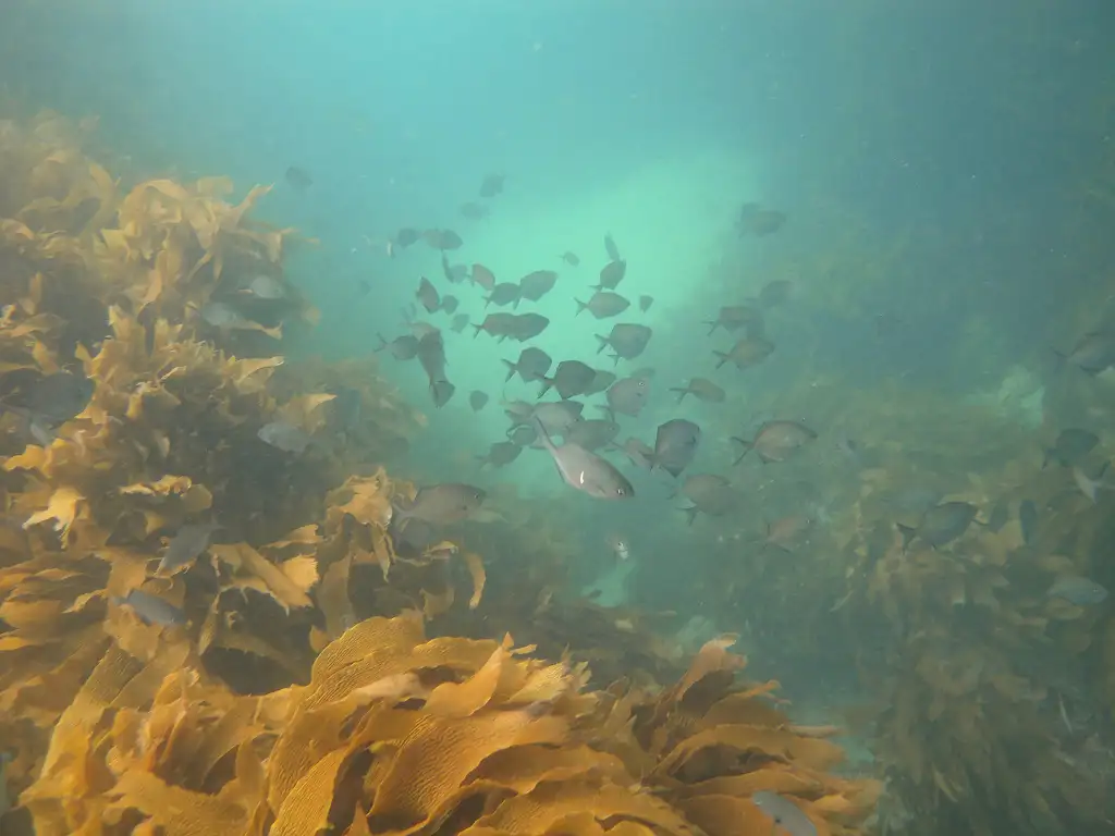 Goat Island Try Scuba Diving - Half Day