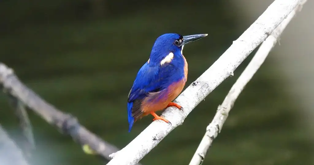 Bruce Belcher's 1 Hour Daintree River Cruise