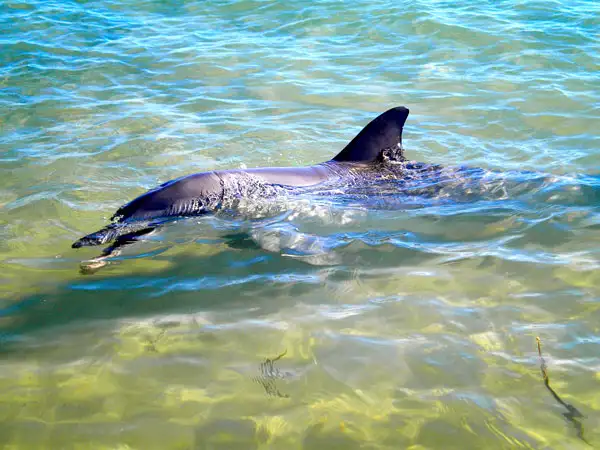 Coastal & Wildlife Eco Tour - Busselton