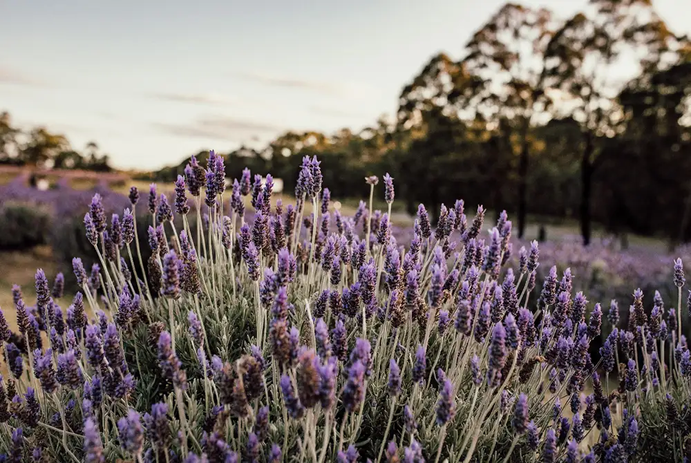 Lavender Hill Picnic Experience At Sirromet Winery