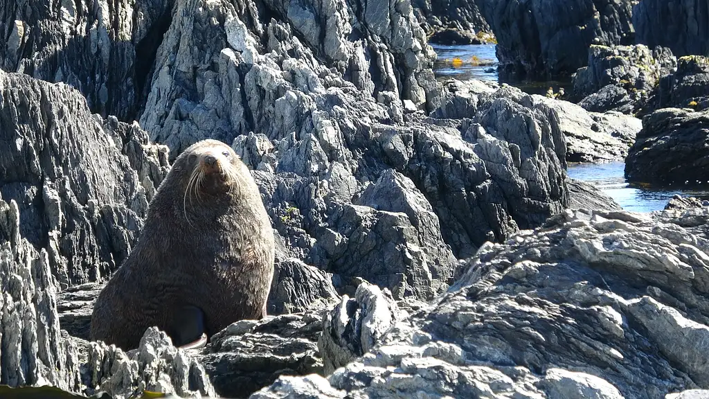 Seal Coast Safari