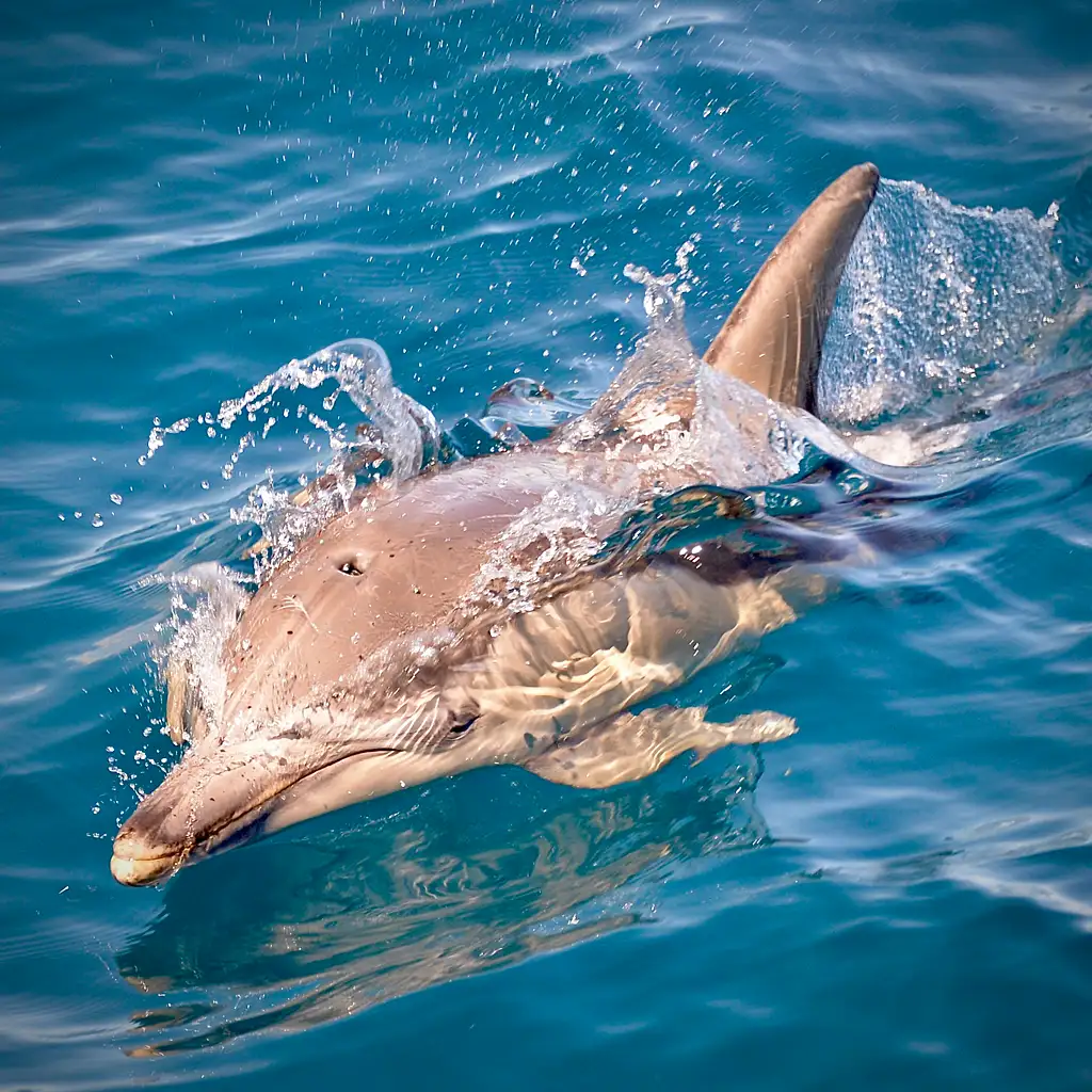 3.5-Hour Swimming with Wild Dolphins Experience