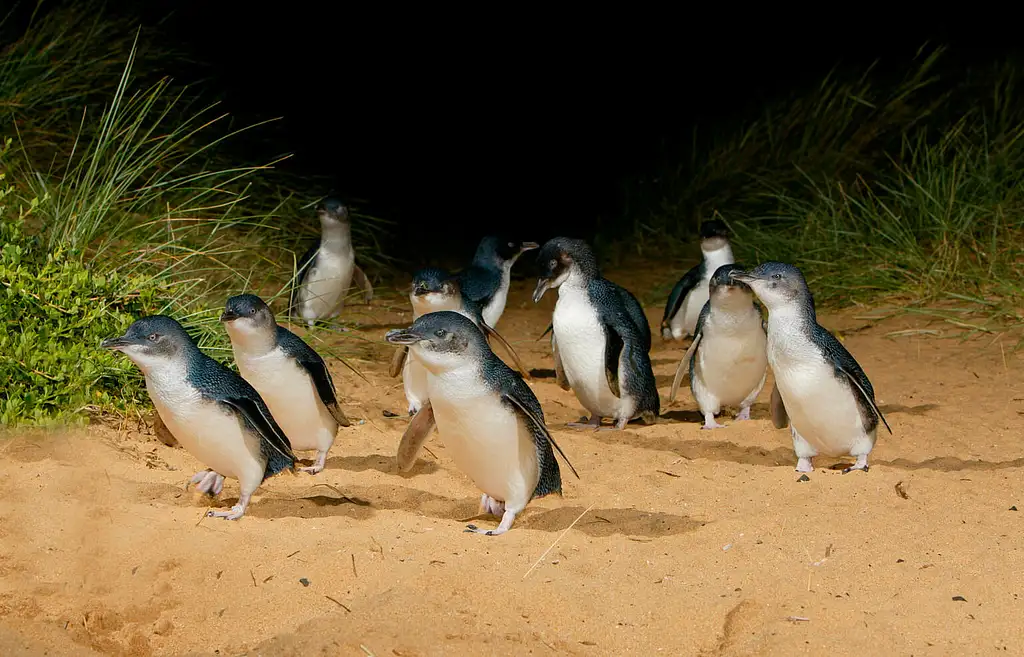 Mornington Peninsula and Penguin Parade - Day Tour