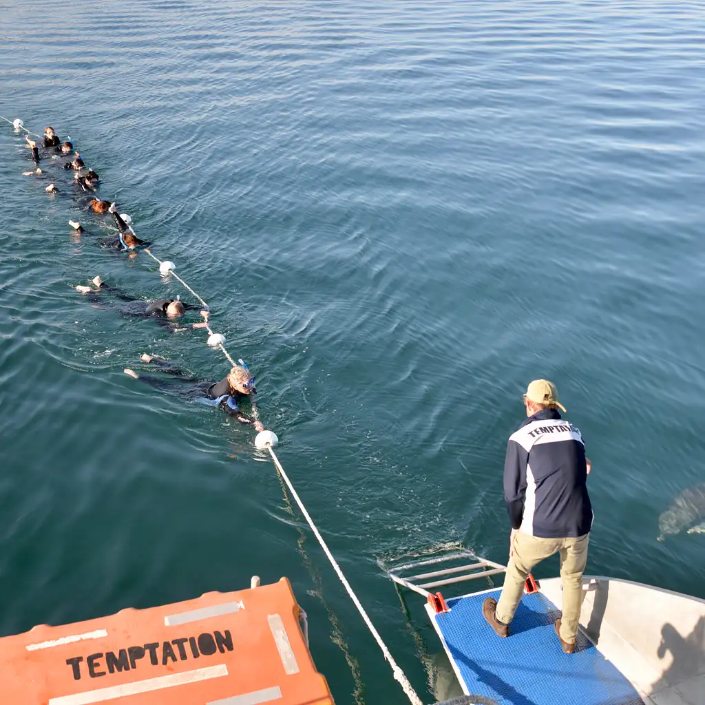 3.5-Hour Swimming with Wild Dolphins Experience