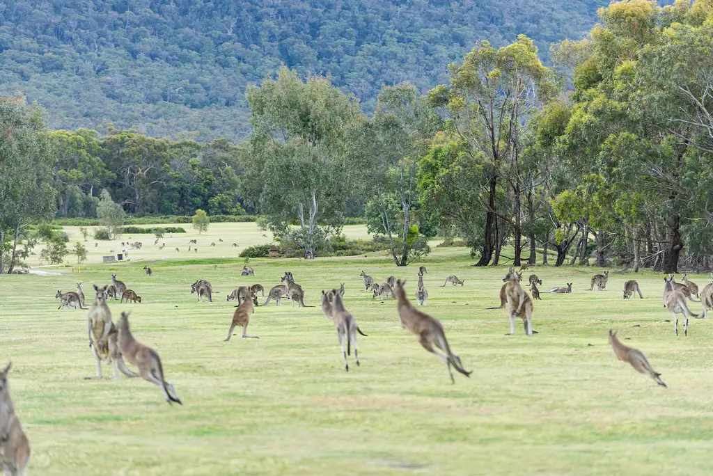 Grampians National Park Day Tour | From Melbourne