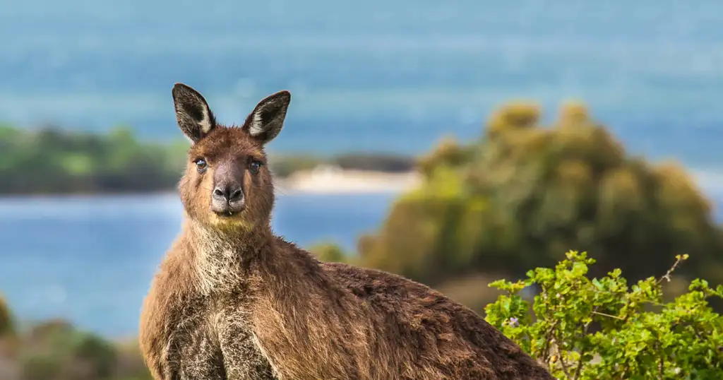 One Day Kangaroo Island Experience from Adelaide