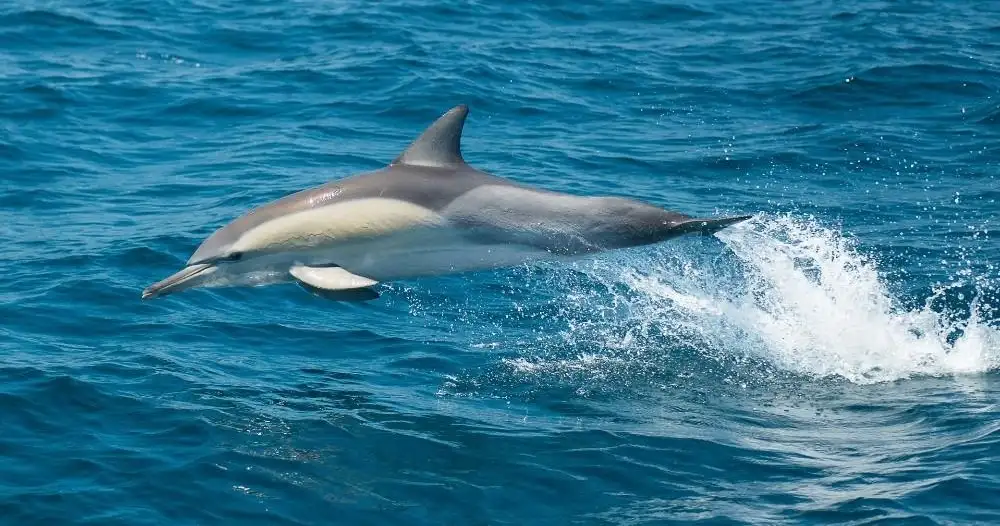 Splash and Slide Dolphin Cruise - Port Stephens