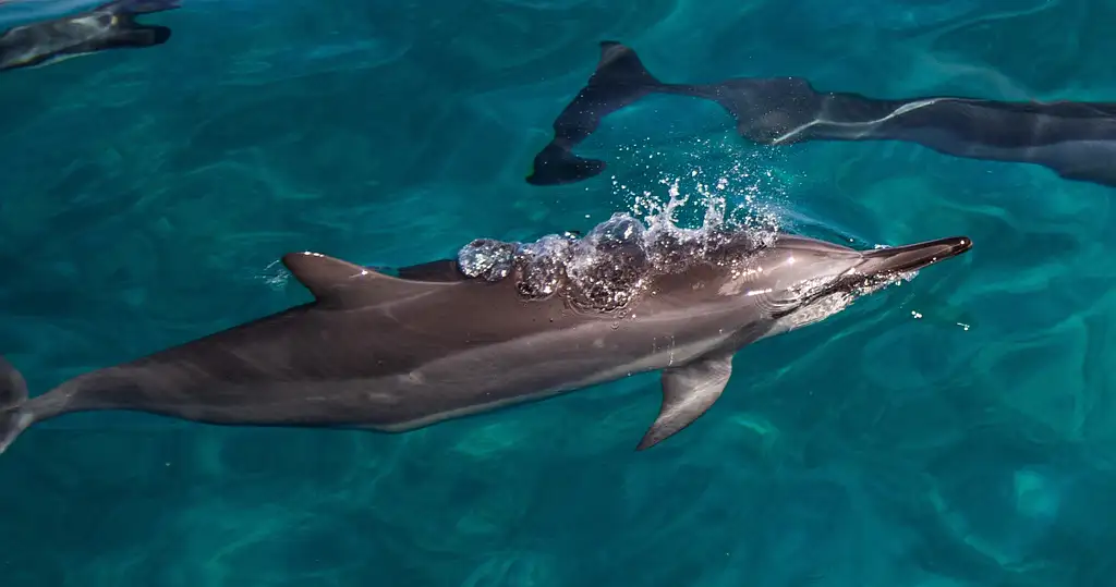 Dolphin watch & Turtle snorkel in Oahu