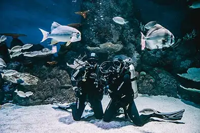 Dive With The Sharks at Cairns Aquarium